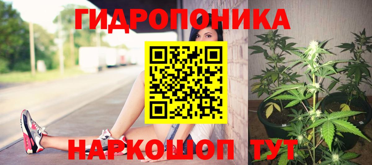 Бошки марихуана SATIVA & INDICA  Бошки Шишки план  Канабис план  Вход с VPN  Зеленогорск  Конопля LSD WEED 